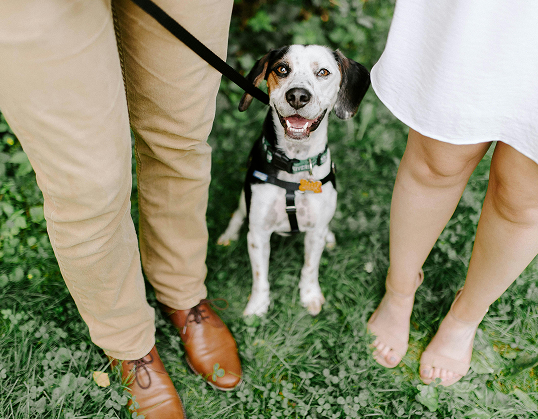 Прогулка с собакой